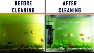How to clean a fish tank