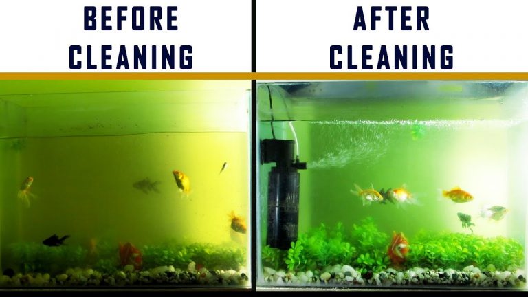 How to clean a fish tank