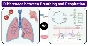 Difference between breathing and respiration