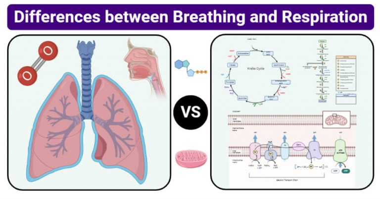 Difference between breathing and respiration