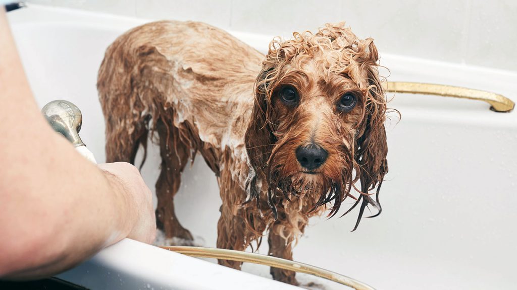 How often should you bathe your dog?