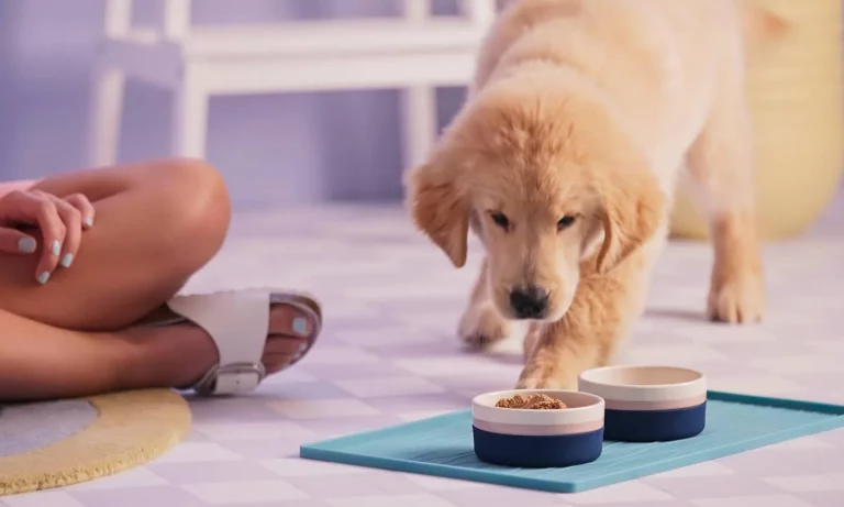 How much to feed a puppy?