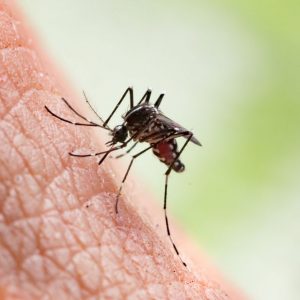 How to get rid of mosquito bites?